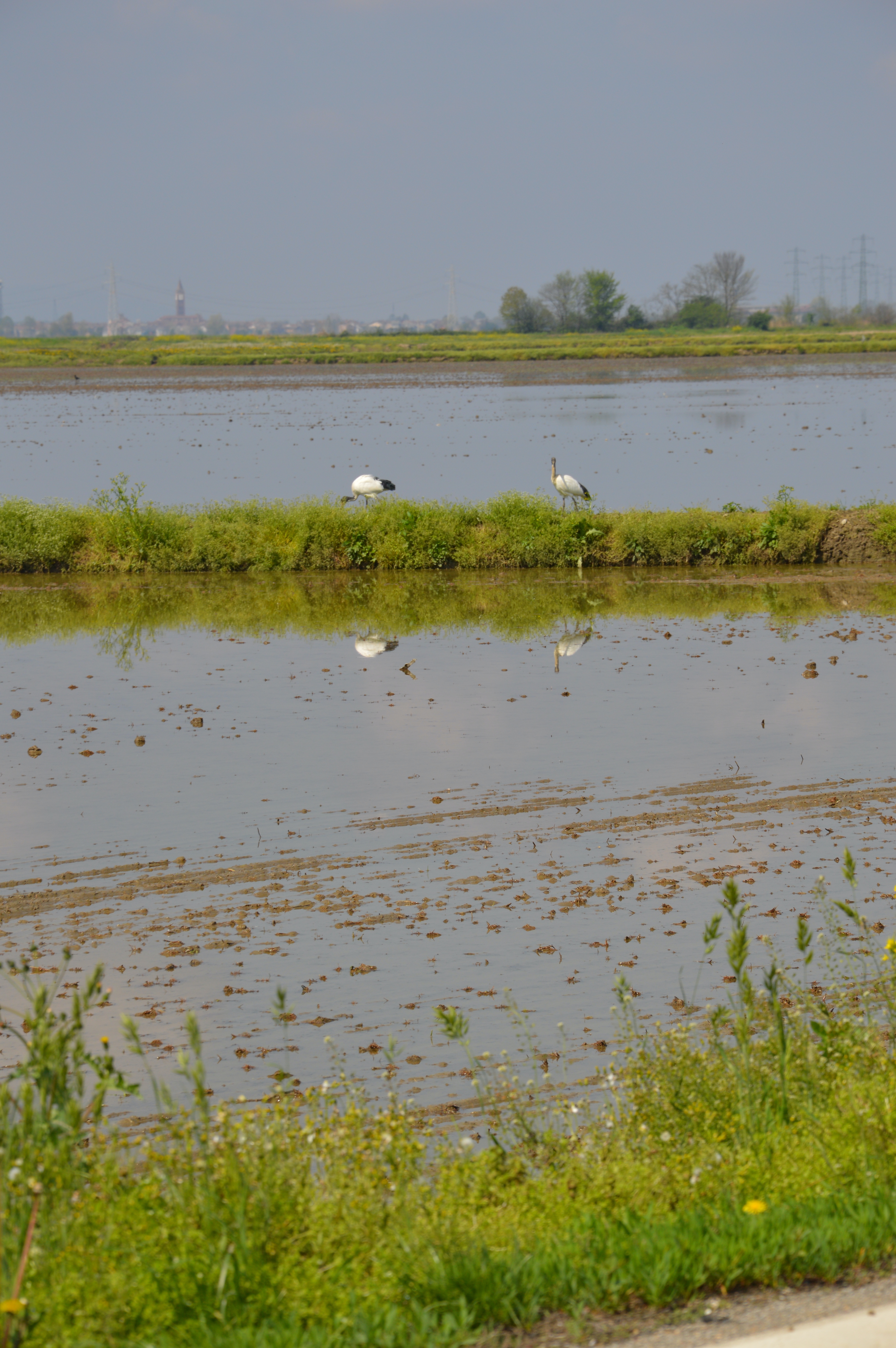 Ricefield with Sacred Ibis