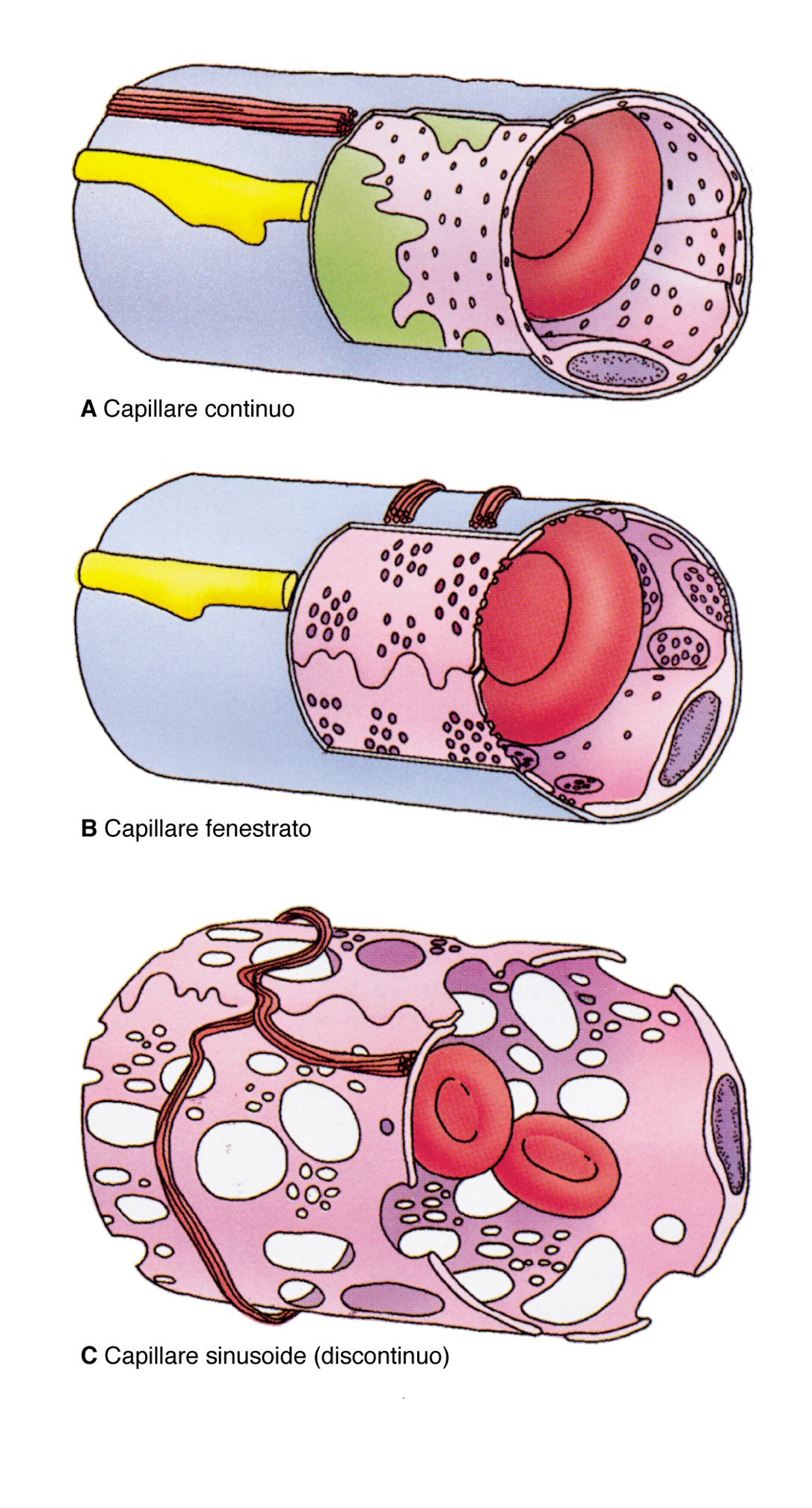 Клетки сосудистой стенки эндотелий перициты адвентициальные